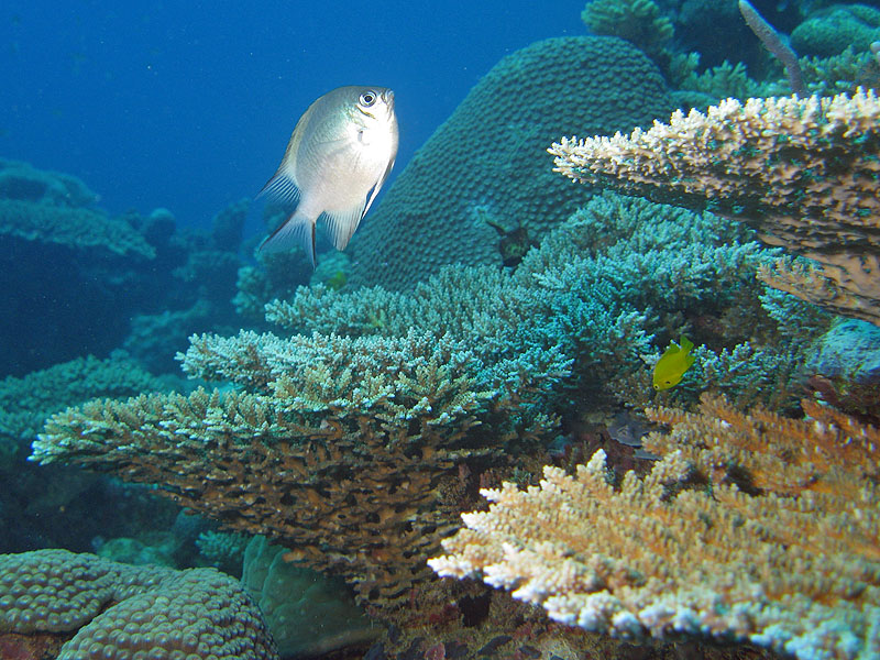 Mayotte - Bouéni