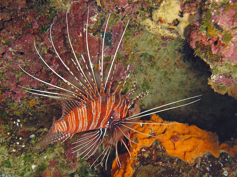 Mayotte - Bouéni