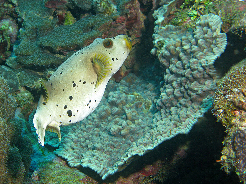 Mayotte - Bouéni