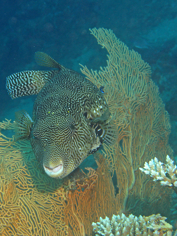 Mayotte - Poisson ballon griffonné