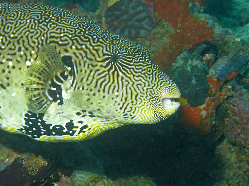 Mayotte - Bouéni