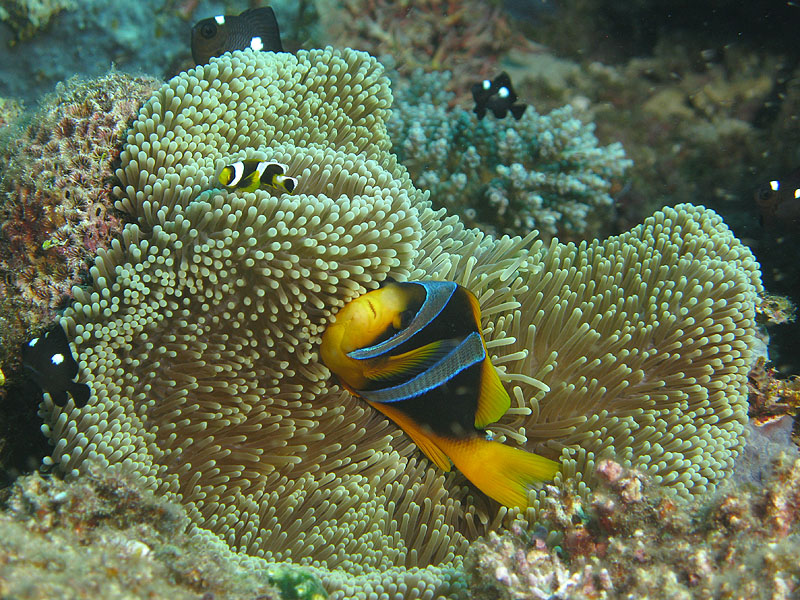 Mayotte - Bouéni