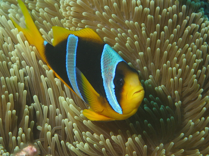 Mayotte - Poisson clown à deux bandes