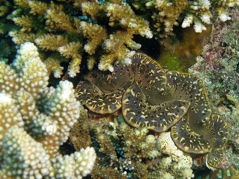 Mayotte - Bouéni