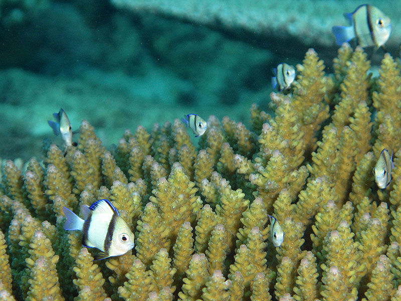 Mayotte - Bouéni