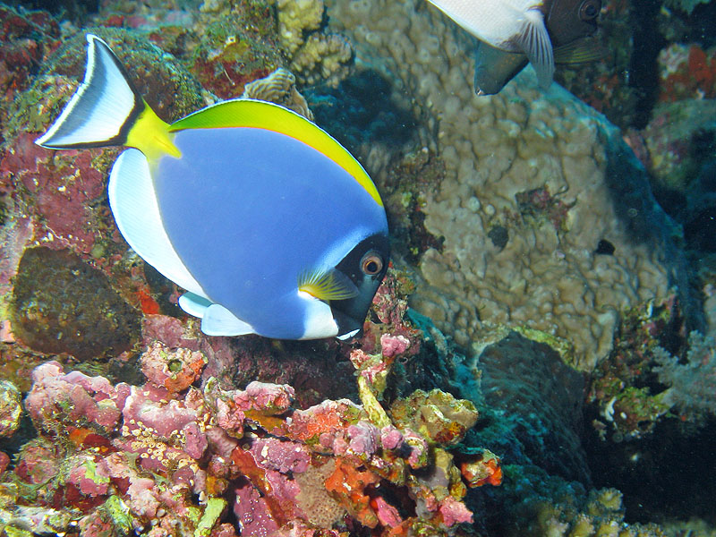 Mayotte - Poisson chirugien à poitrine blanche