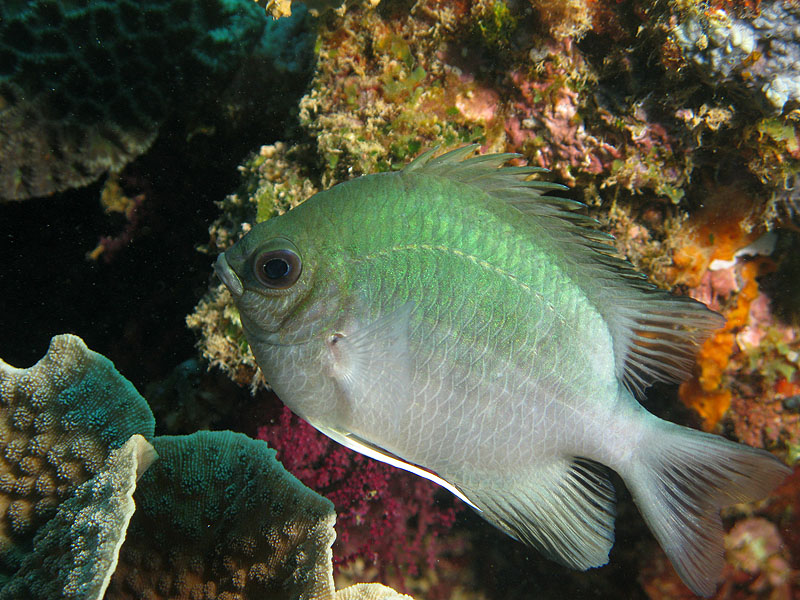 Mayotte - Bouéni