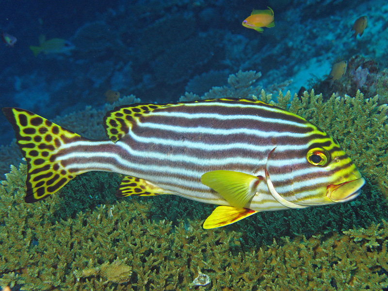 Mayotte - Diagramme oriental