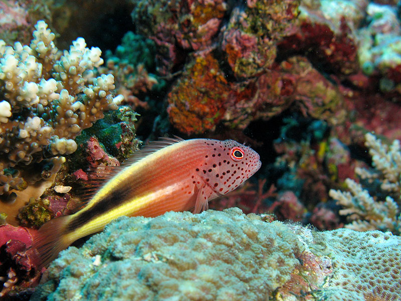 Mayotte - Bouéni