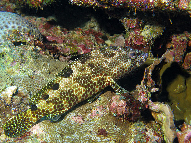 Mayotte - Bouéni