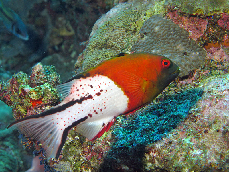 Mayotte - Bouéni