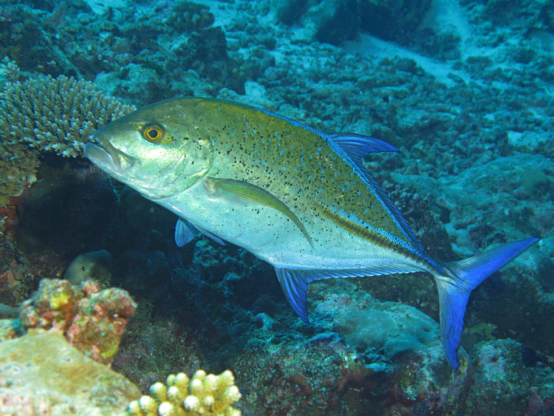 Mayotte - Carangue à ailes bleues