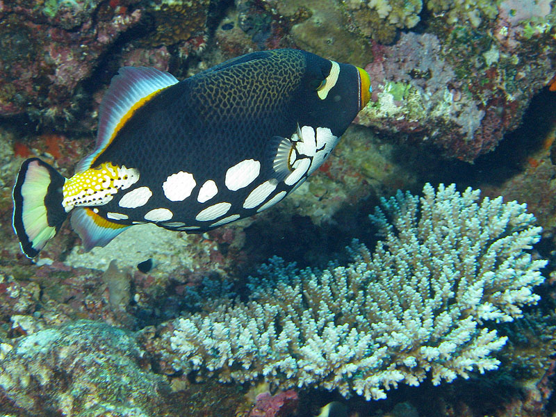 Mayotte - Bouéni