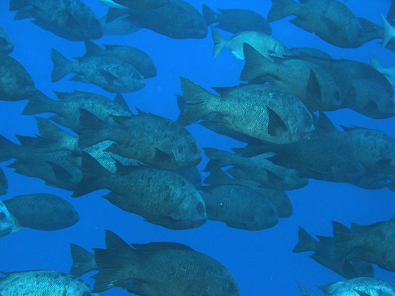 Mayotte - Bouéni