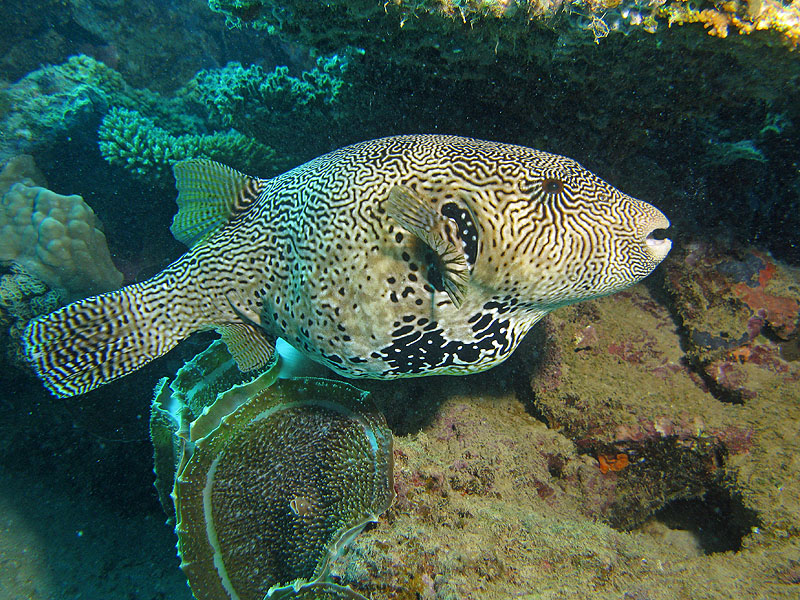 Mayotte - Bouéni