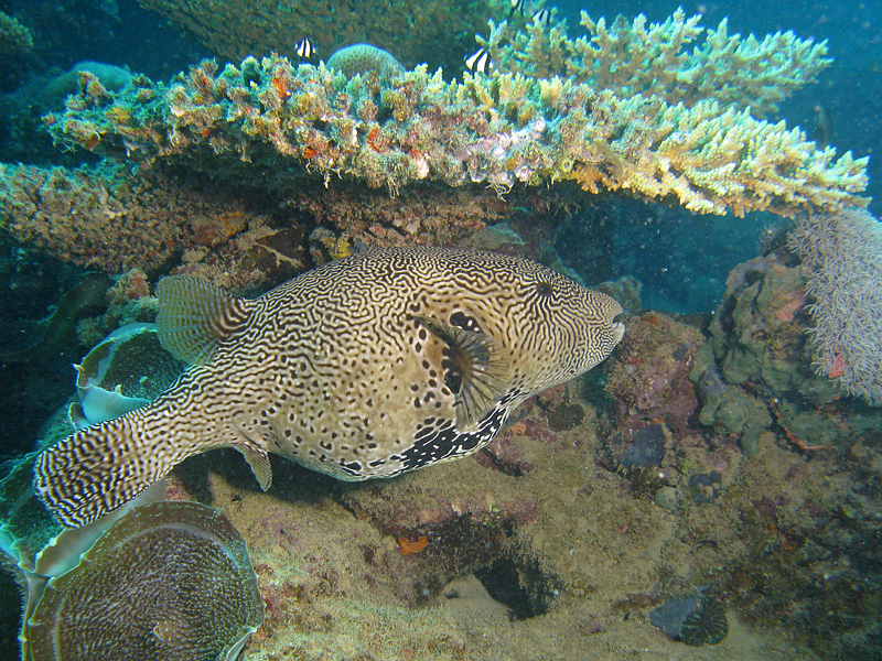 Mayotte - Poisson ballon griffonné