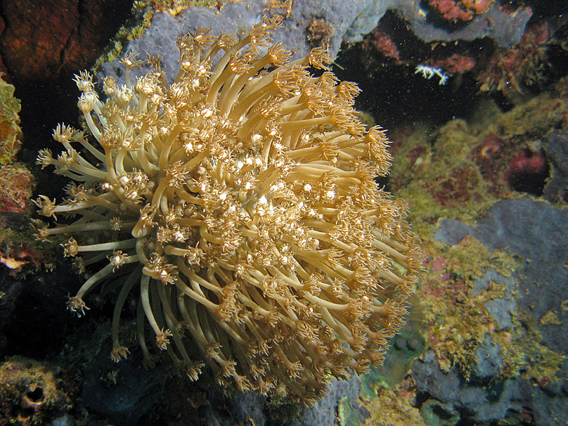 Mayotte - Bouéni