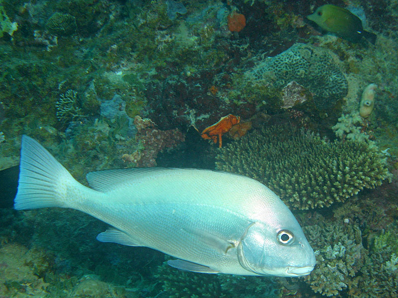 Mayotte - Bouéni