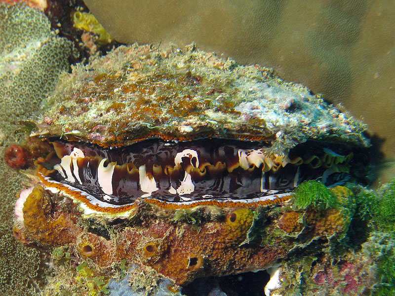 Mayotte - Bouéni