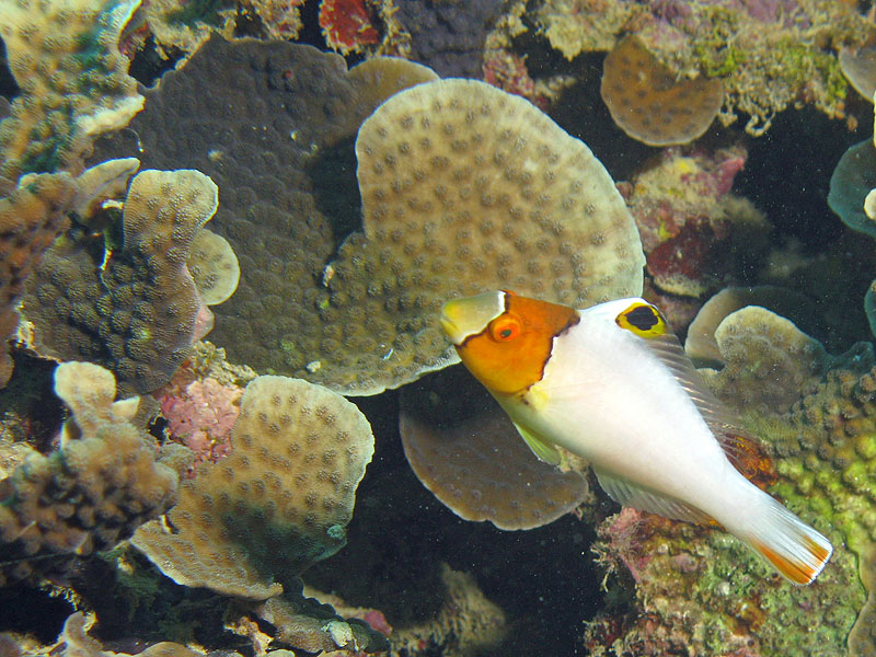 Mayotte - Bouéni