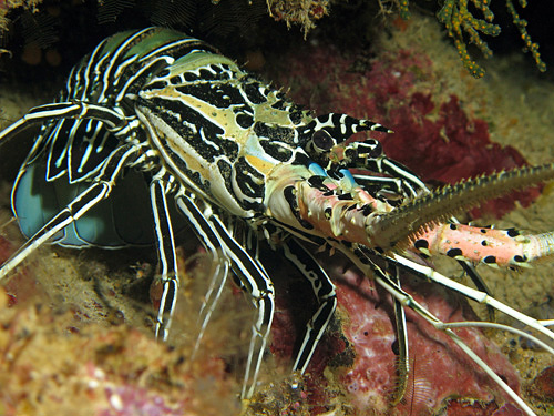 MAYOTTE & REUNION - Mayotte - nord