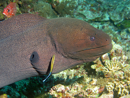 MAYOTTE & REUNION - Mayotte - nord