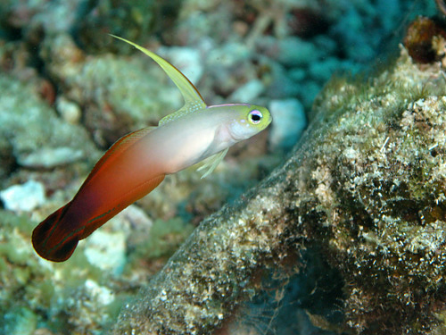 MAYOTTE & REUNION - Mayotte - nord