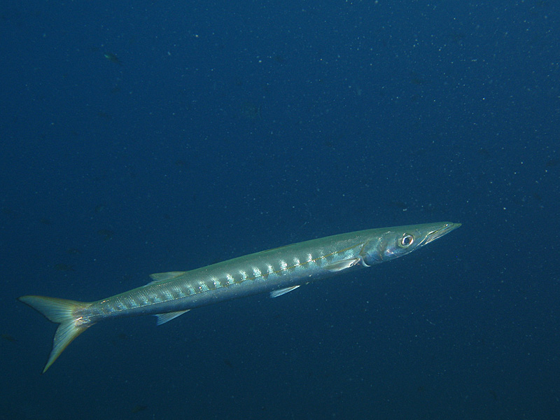 Estartit - Barracuda