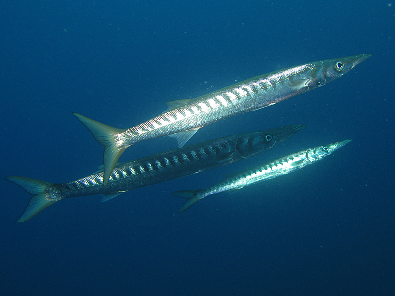 Estartit - Barracudas