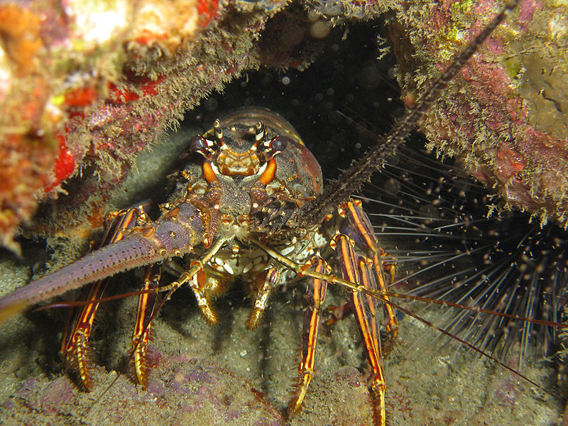 Réserve Cousteau