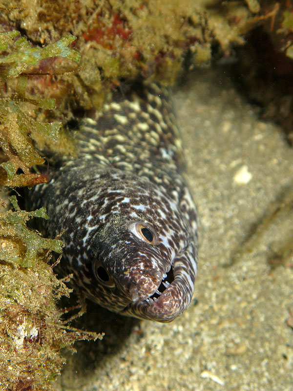 Réserve Cousteau