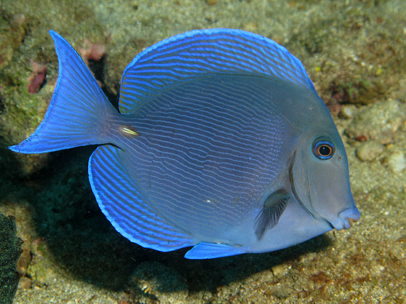 Réserve Cousteau