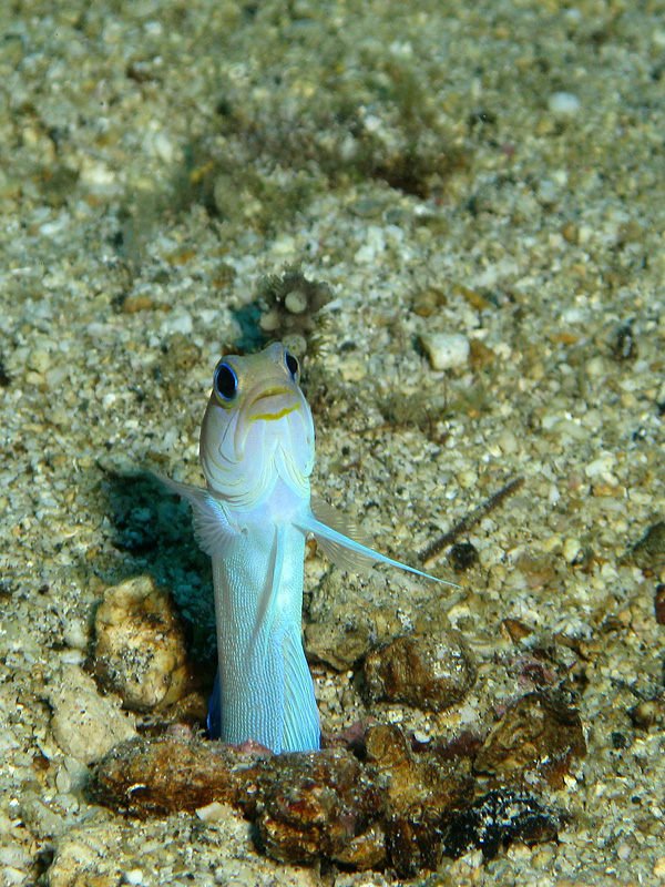 Guadeloupe - Marionnette à tête d or