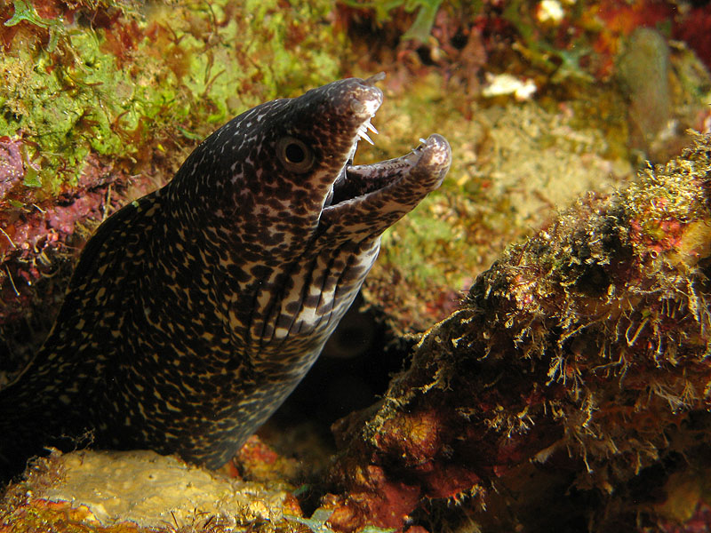 Réserve Cousteau