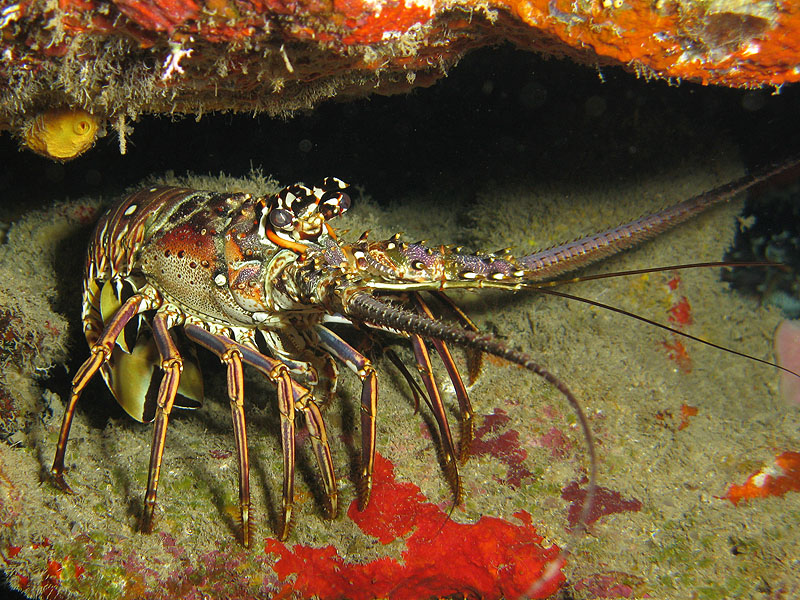 Réserve Cousteau
