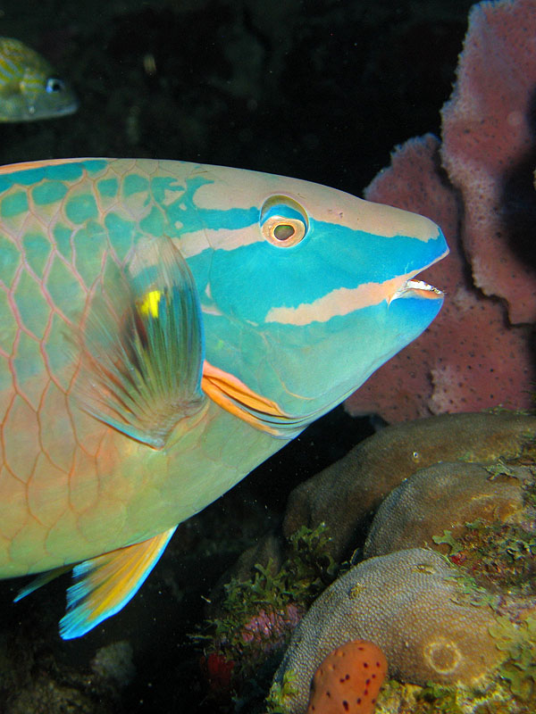 Réserve Cousteau