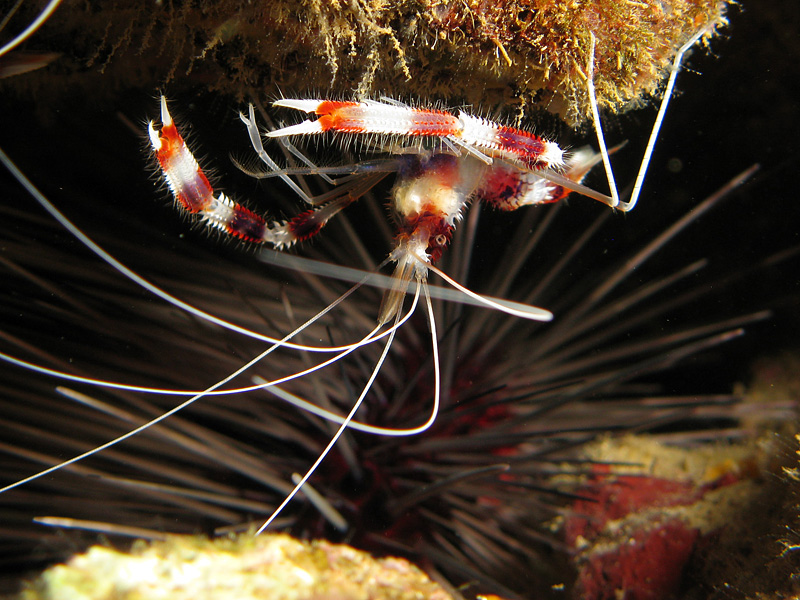 Guadeloupe - Grande crevette nettoyeuse