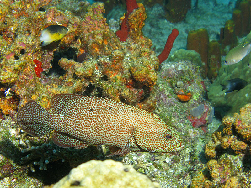 Réserve Cousteau