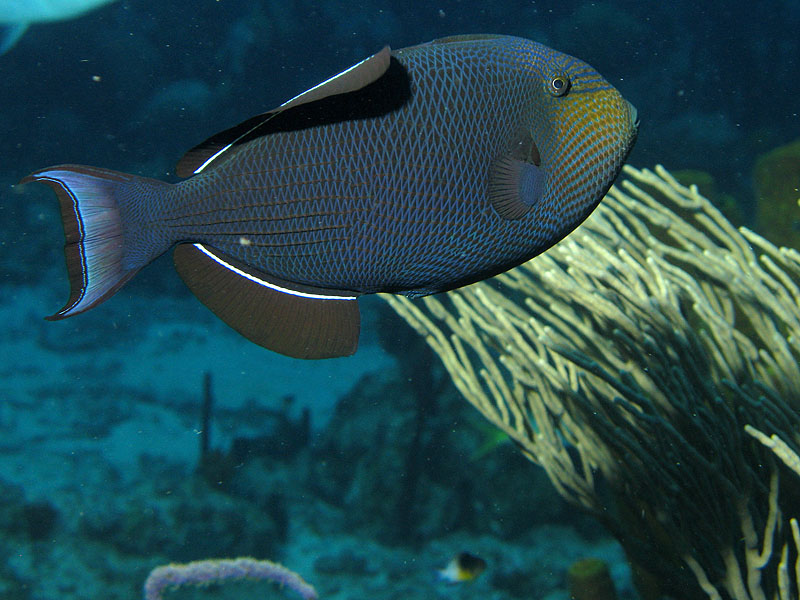Réserve Cousteau