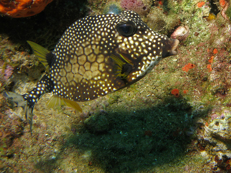 Réserve Cousteau