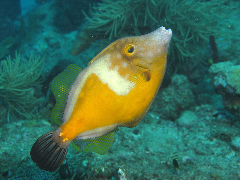 Réserve Cousteau