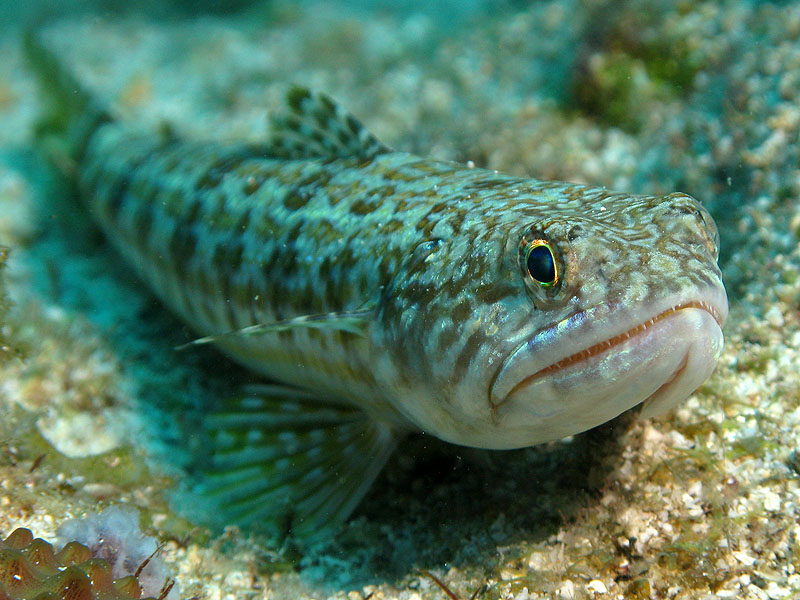 Réserve Cousteau