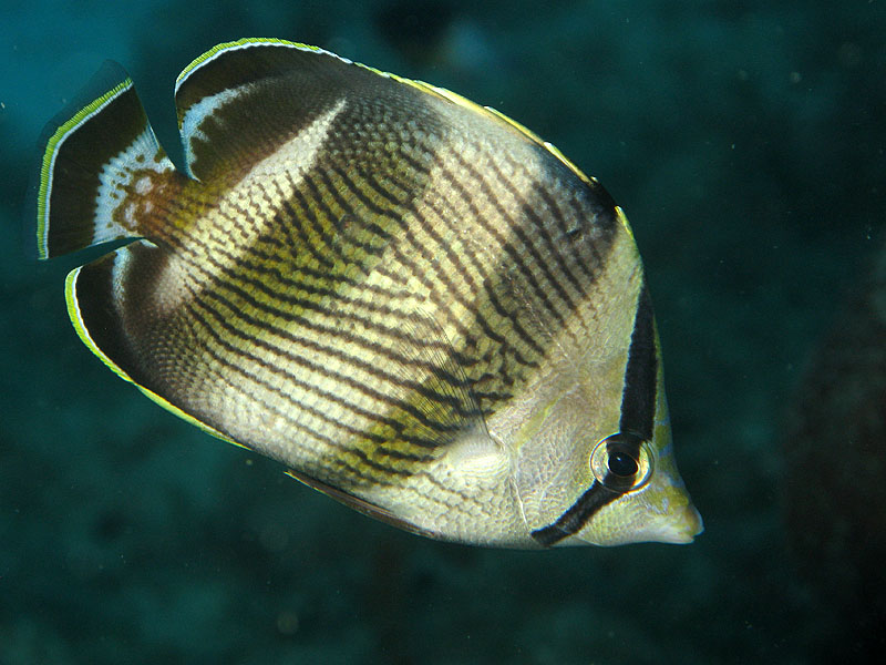 Réserve Cousteau