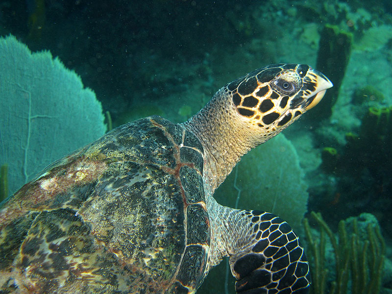 Réserve Cousteau