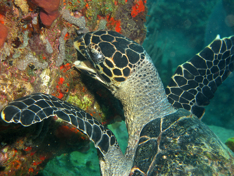 Guadeloupe - Tortue imbriquée