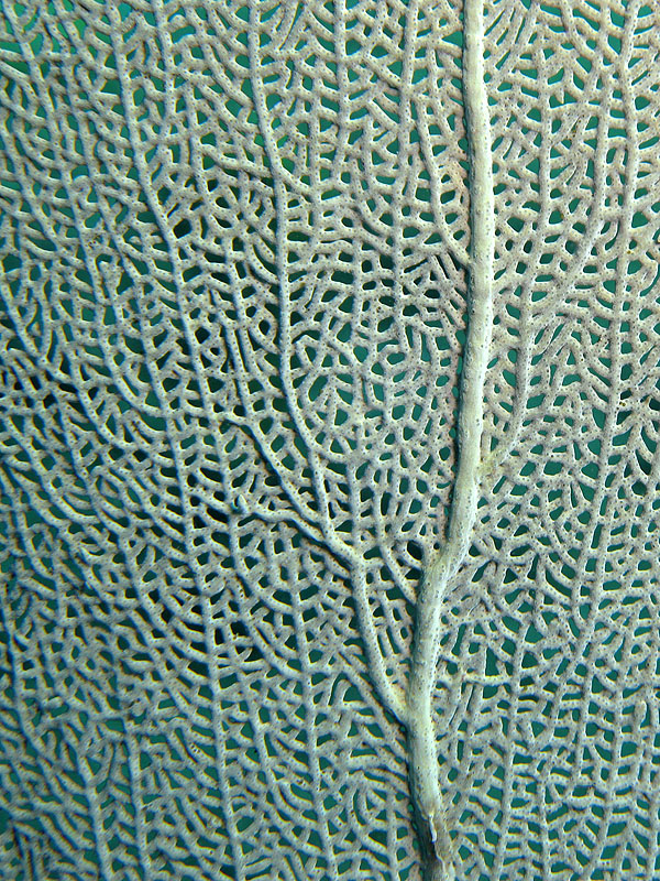 Réserve Cousteau