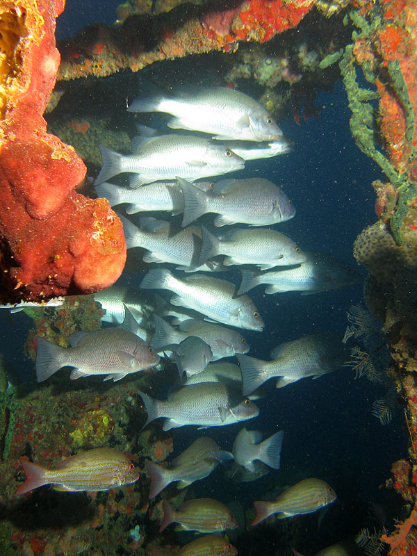 Réserve Cousteau