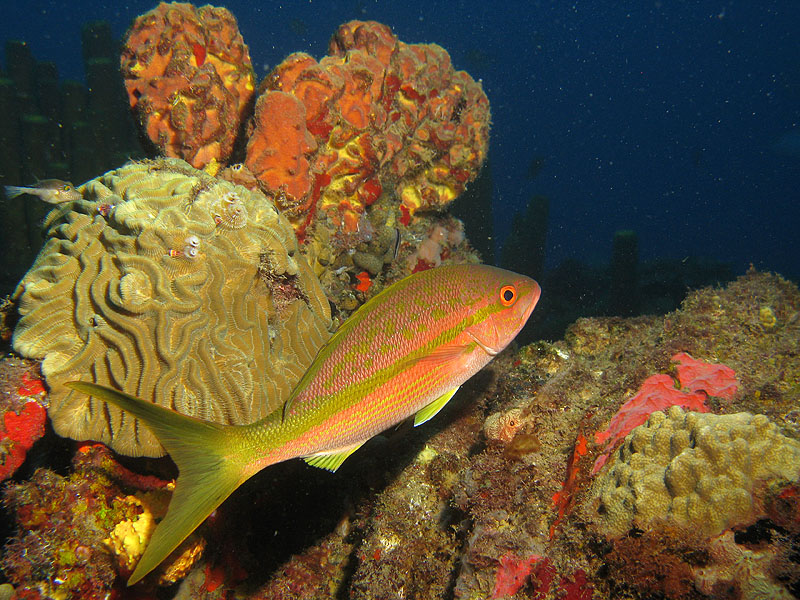 Réserve Cousteau