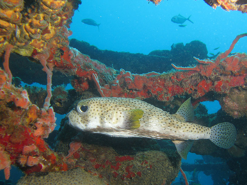 Réserve Cousteau