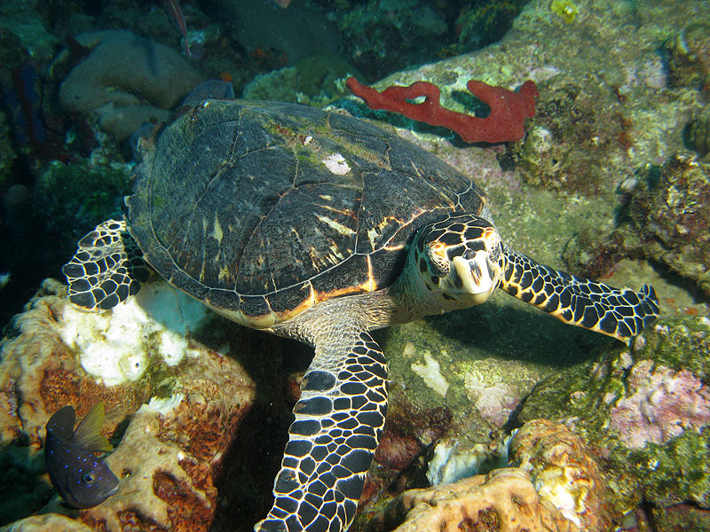 Réserve Cousteau
